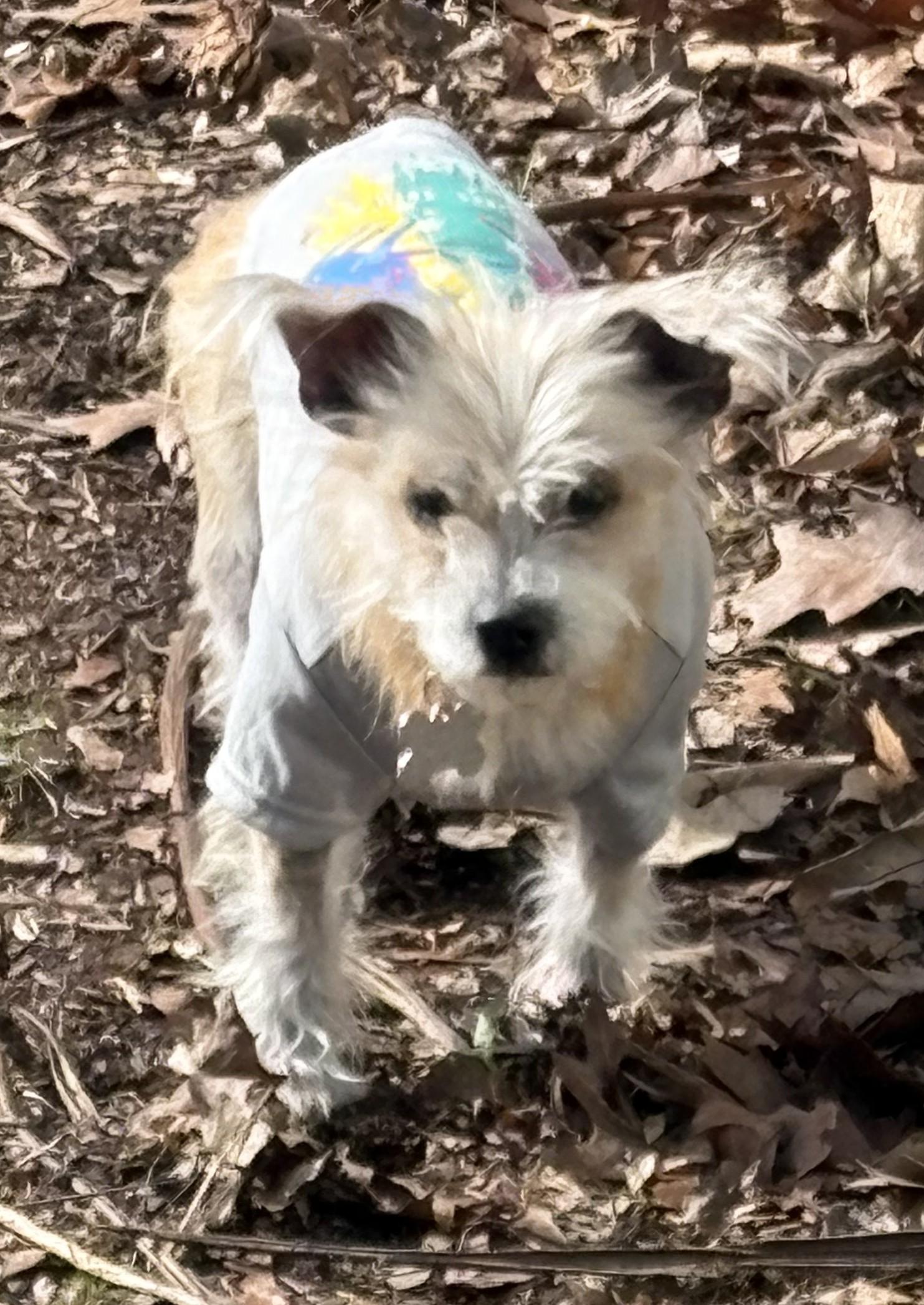 Tinkerbell, an adopted mixed breed in Palatine, IL image 3/4