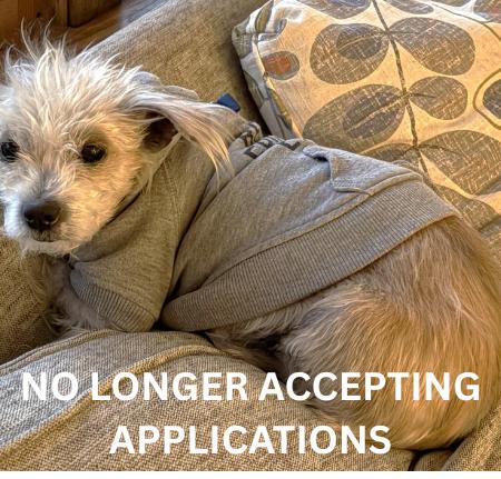 Tinkerbell, adopted, Adult Female Terrier & Mixed Breed.