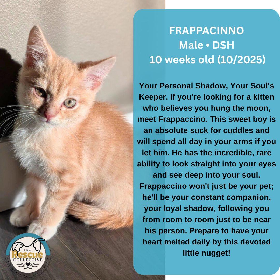 Enlarge Frappacino, a Adoptable Domestic Short Hair in Clive, AB image 1/2