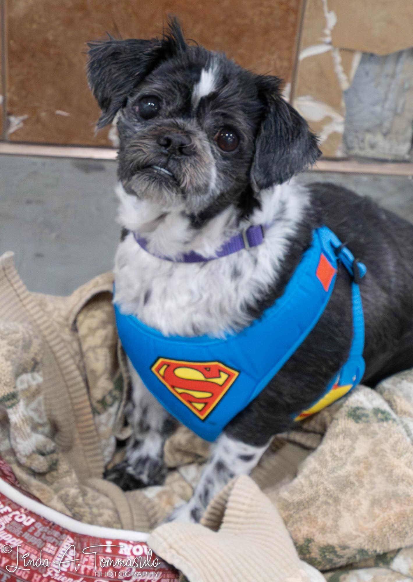 Enlarge Elephant, an adoptable mixed breed in Albany, NY image 5/6