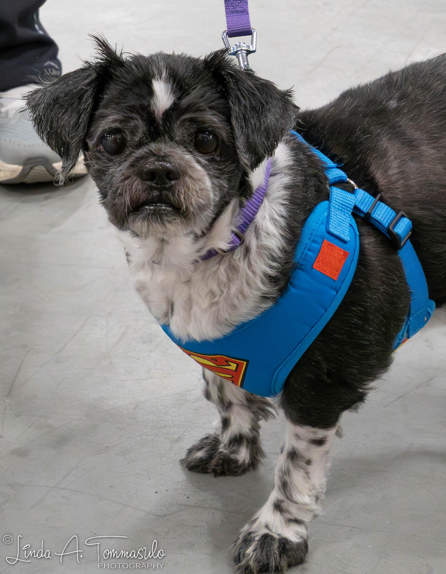 Enlarge Elephant, an adoptable mixed breed in Albany, NY image 4/6