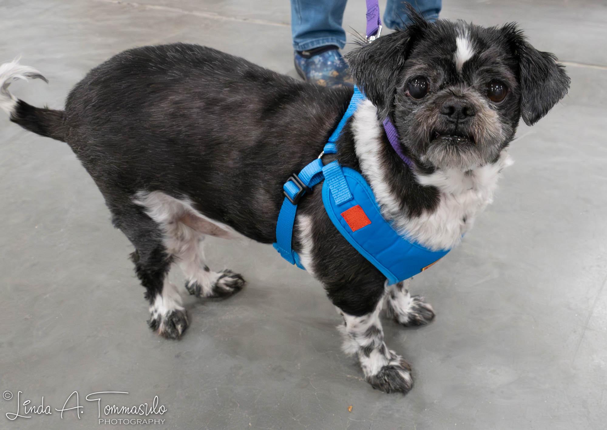 Elephant, ADOPTABLE, Adult Male Shih Tzu.