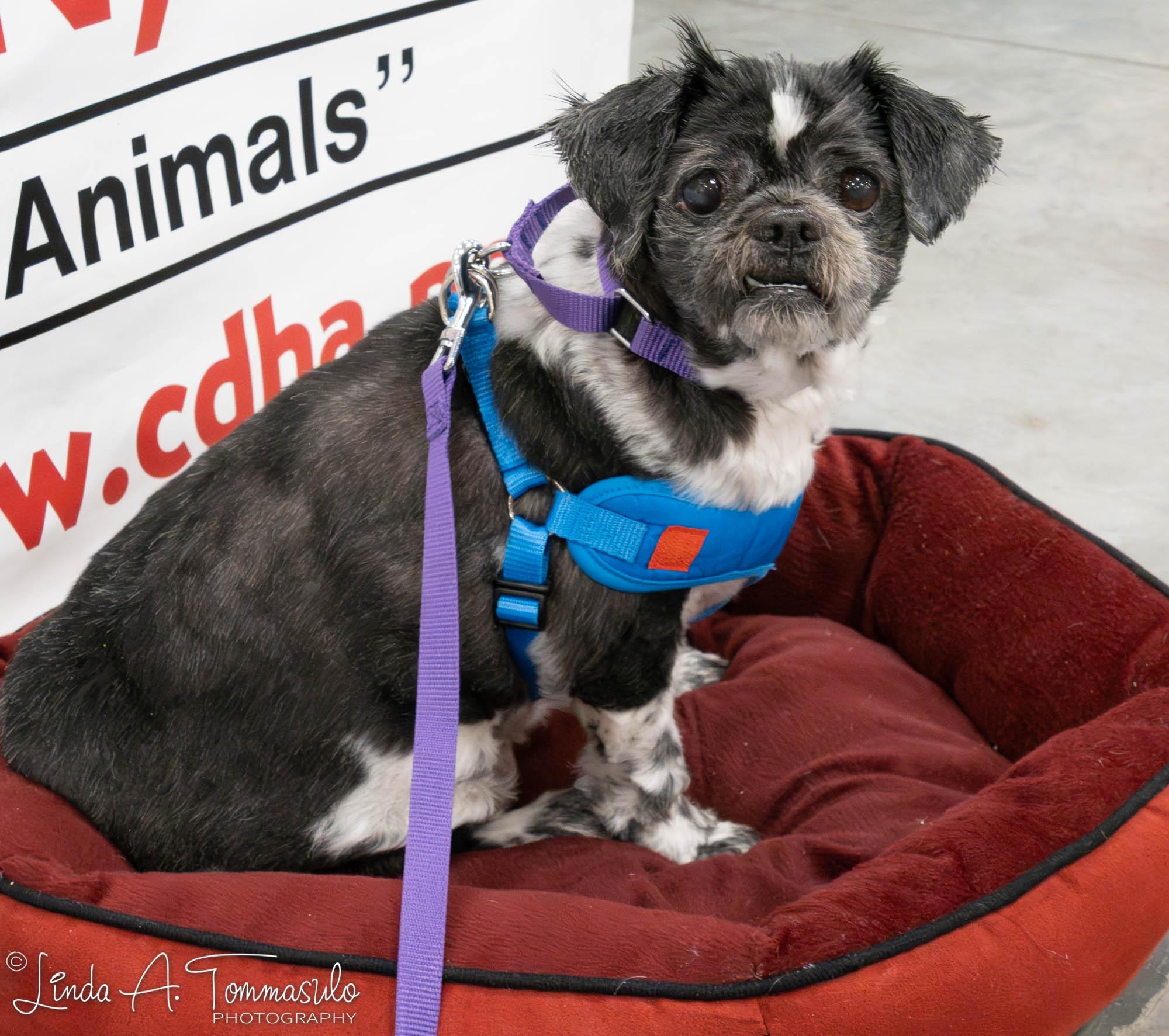 Enlarge Elephant, an adoptable mixed breed in Albany, NY image 6/6