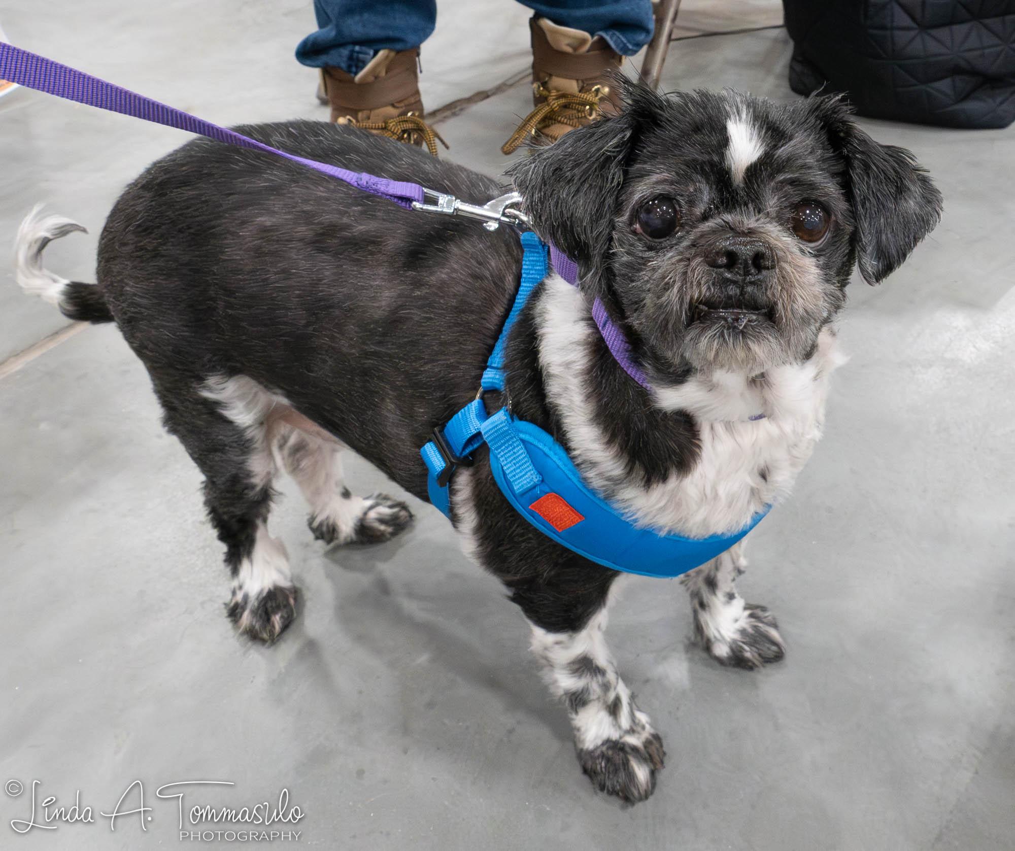 Enlarge Elephant, an adoptable mixed breed in Albany, NY image 3/6
