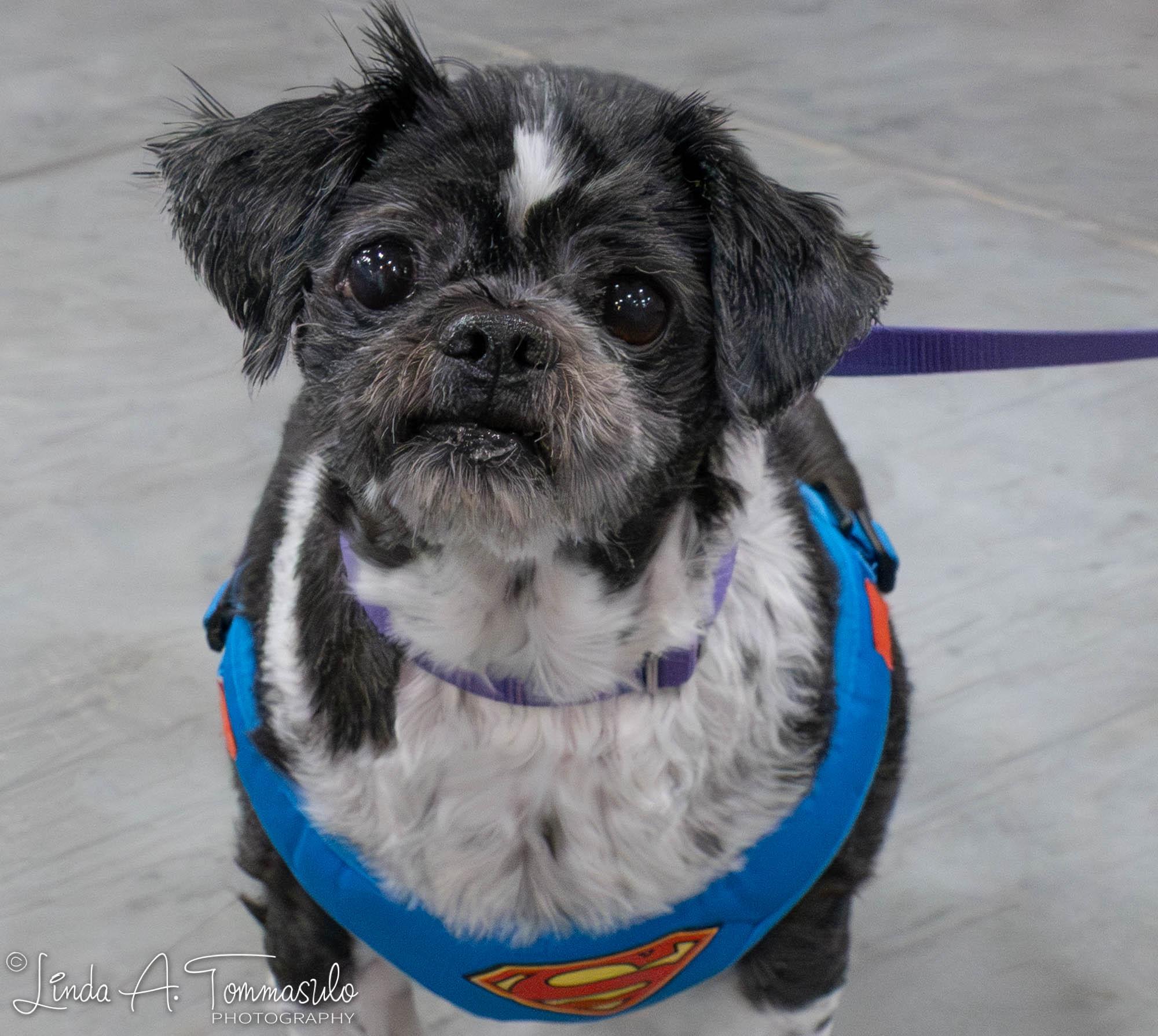 Enlarge Elephant, an adoptable mixed breed in Albany, NY image 2/6