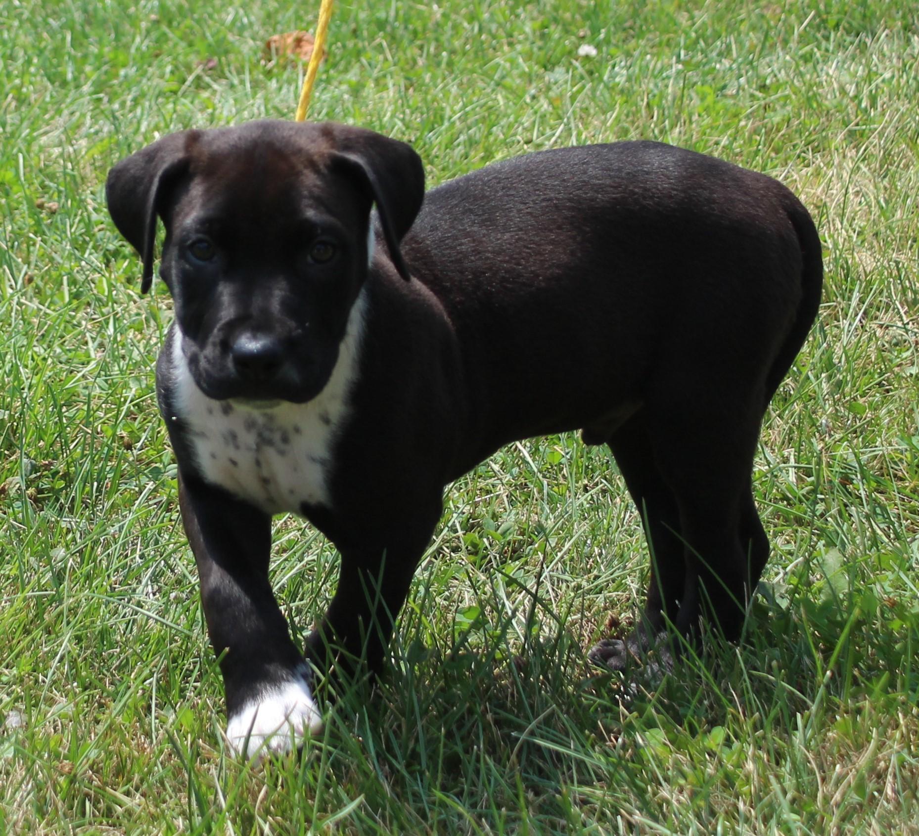 Marvin (12160), adopted, Puppy Male American Bulldog.