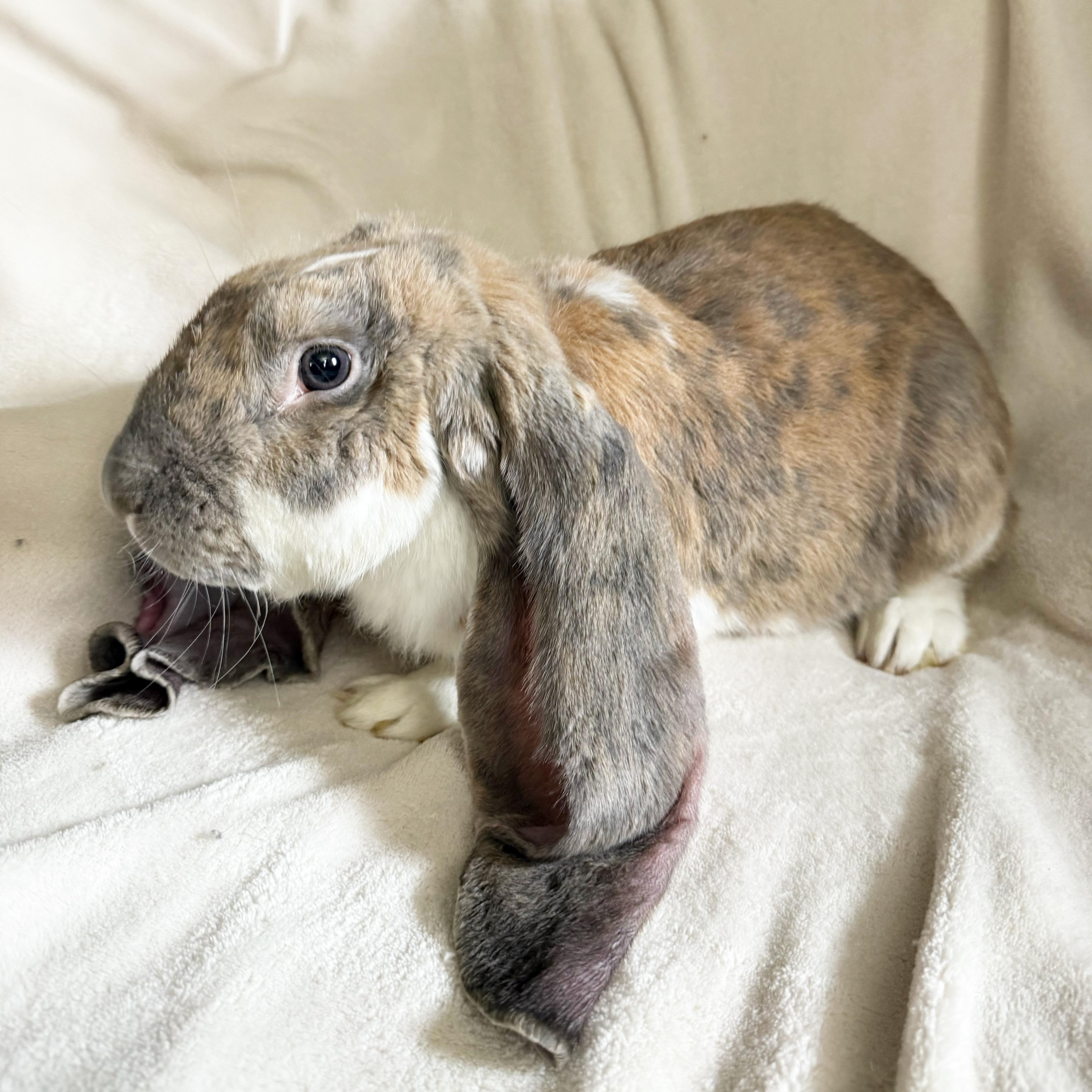Enlarge Theo, an adopted English Lop in New City, NY image 4/5