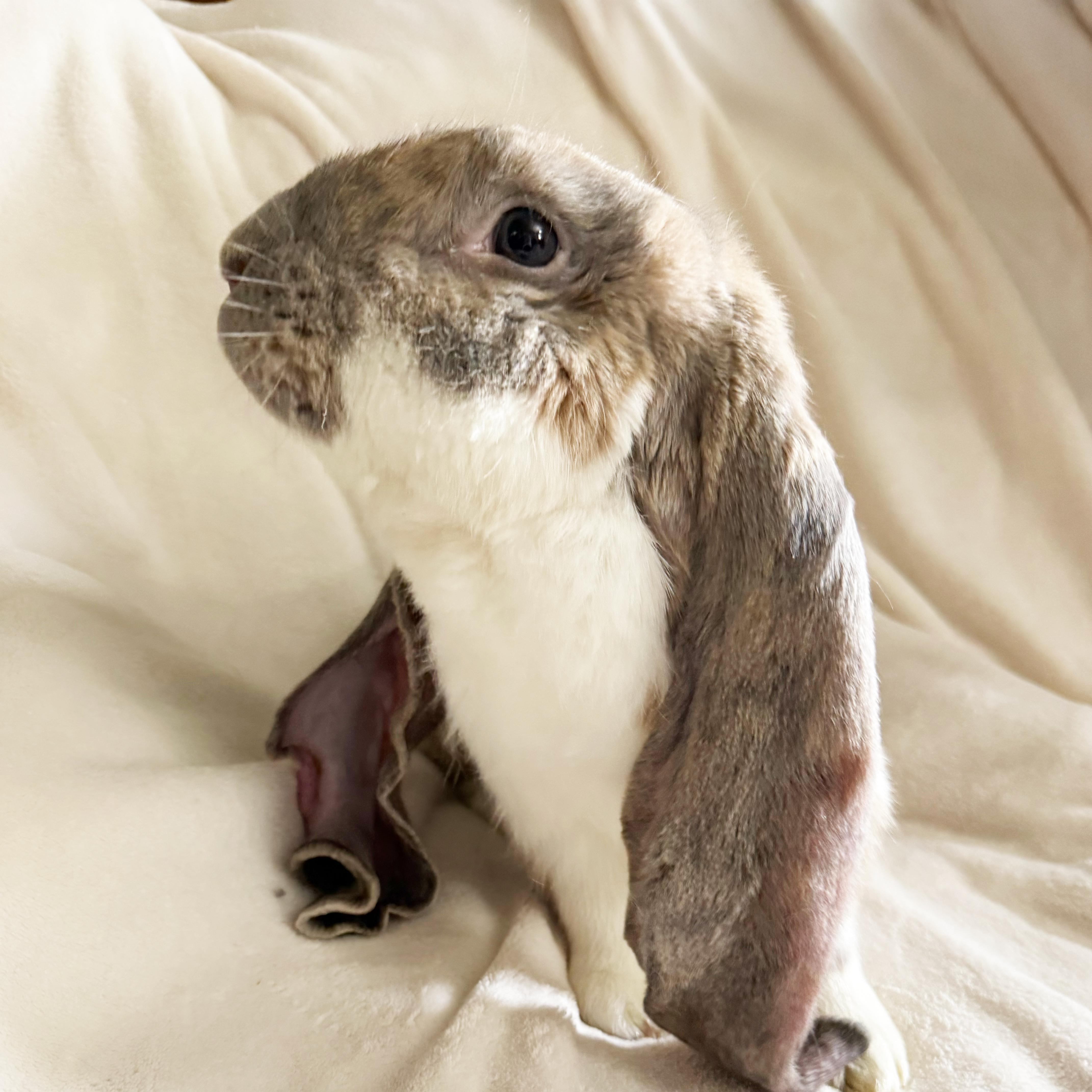 Enlarge Theo, an adopted English Lop in New City, NY image 3/5