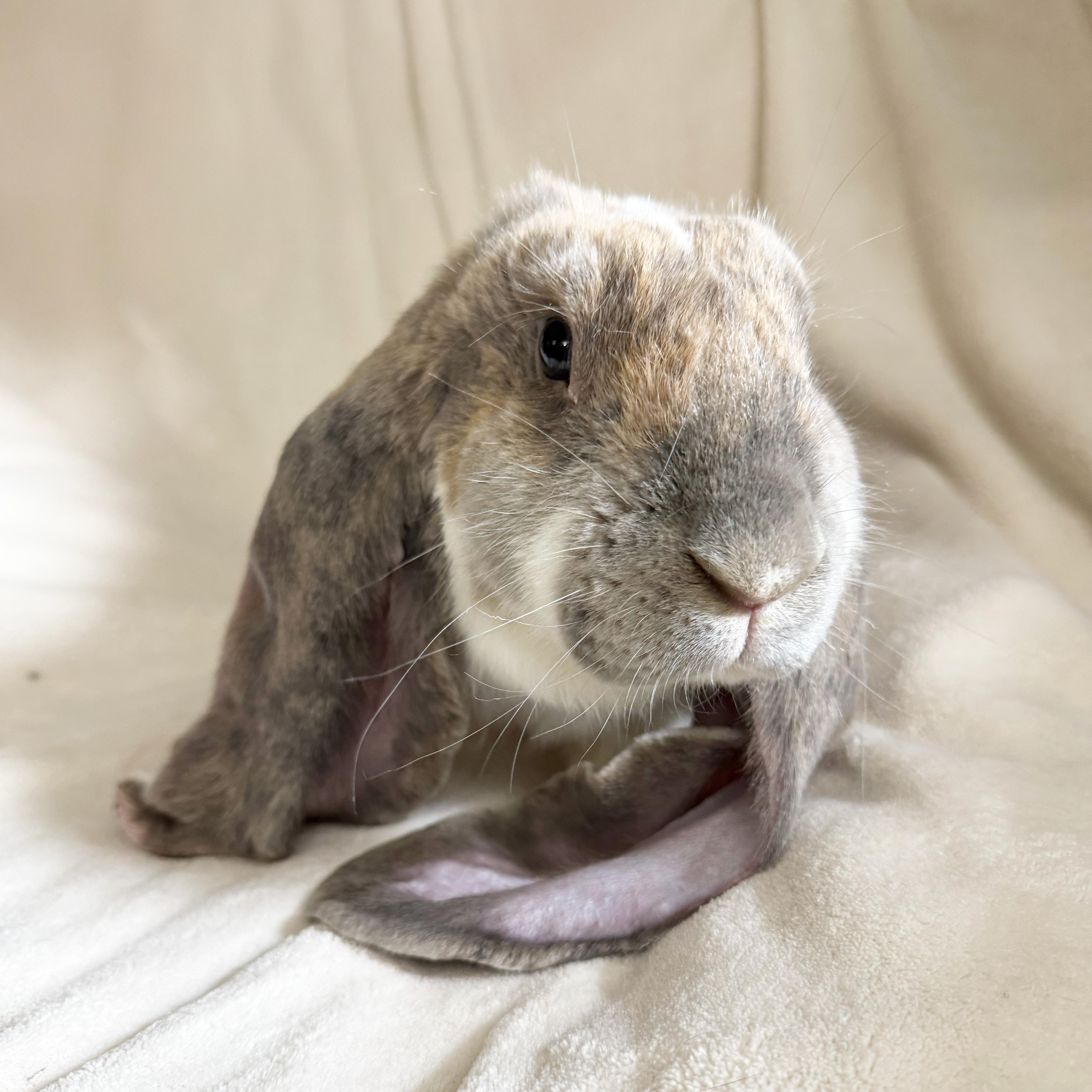 Enlarge Theo, an adopted English Lop in New City, NY image 2/5