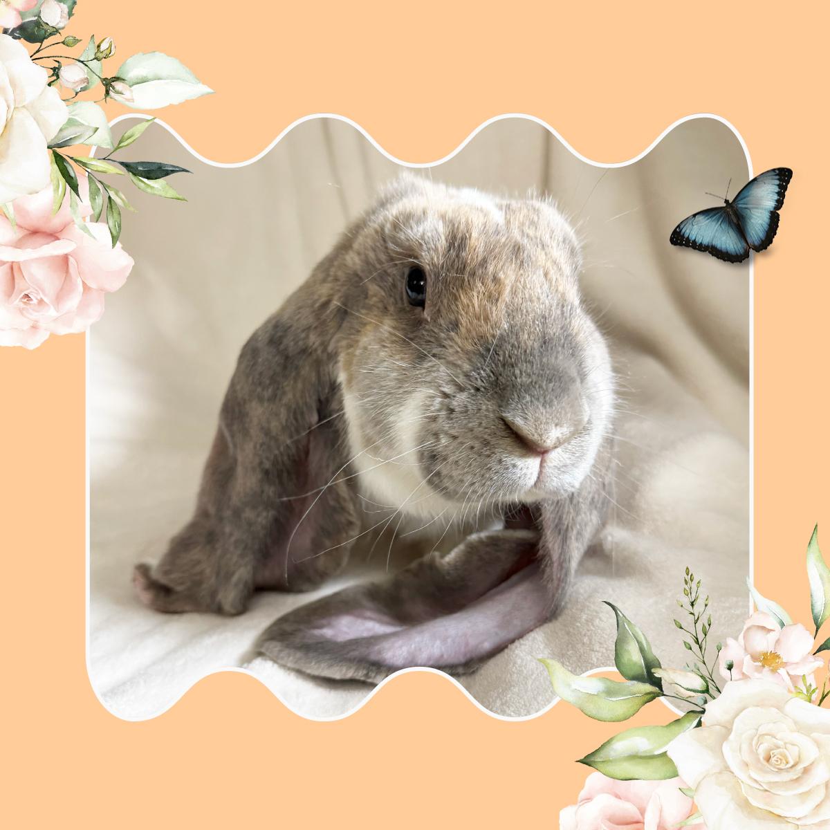Theo, adopted, Young Male English Lop.
