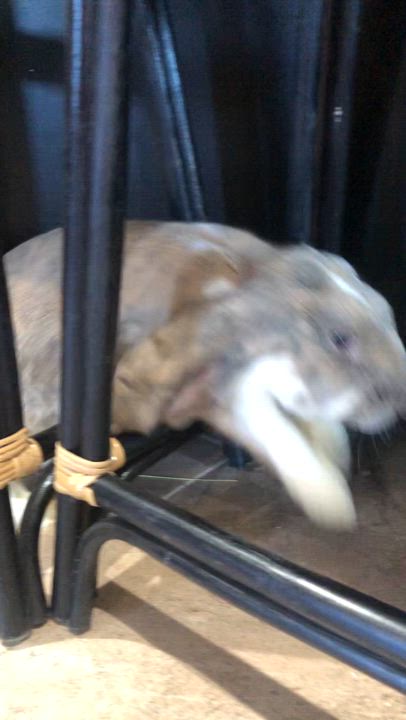 Enlarge Theo, an adopted English Lop in New City, NY video 5/5