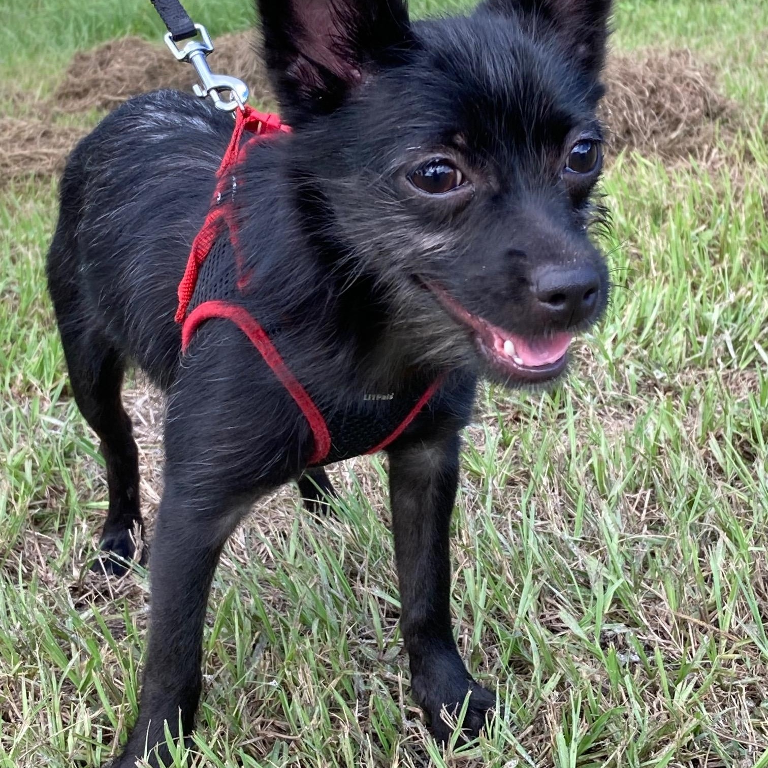 Penelope thumbnail 3