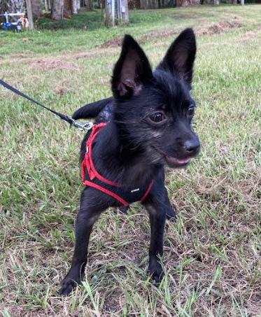 Penelope thumbnail 5