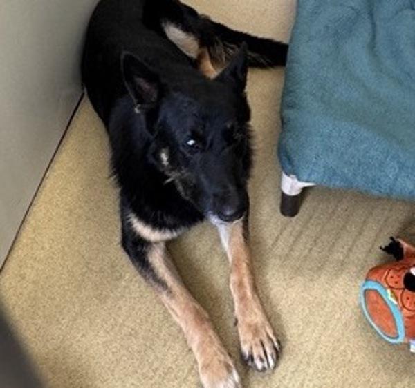 Enlarge Rion, a Adoptable mixed breed in Escondido, CA image 2/2