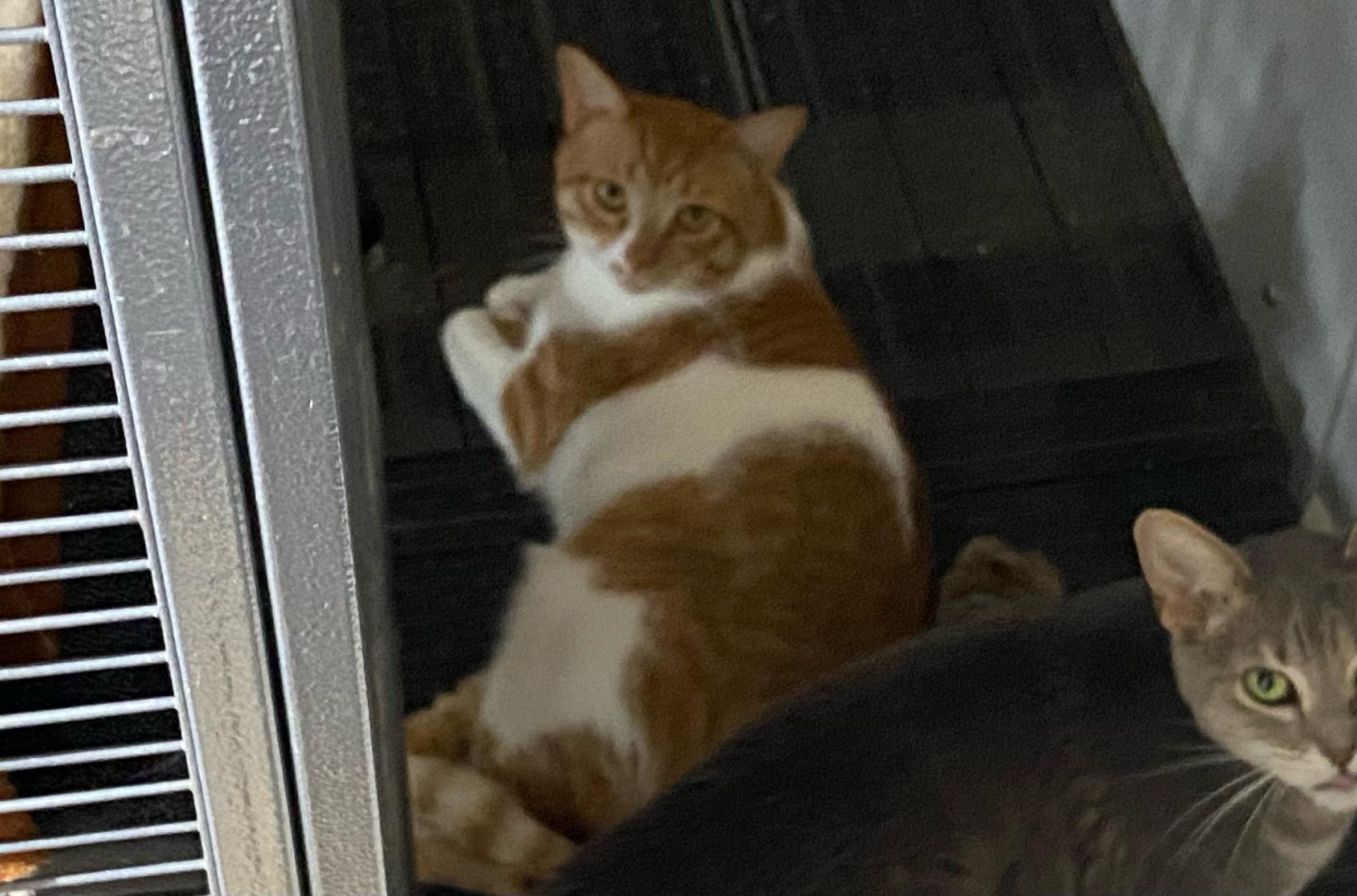 Theodore, Adoptable, Young Male Domestic Short Hair.