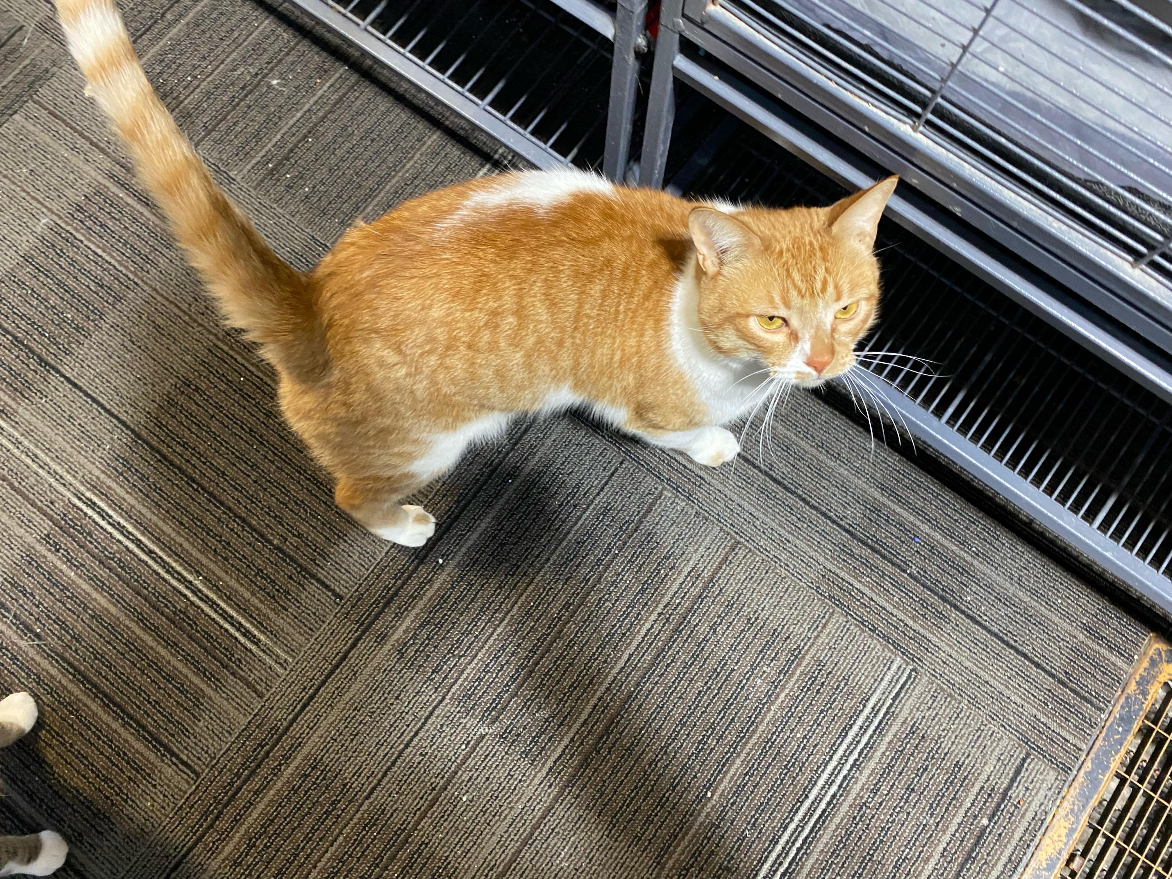 Enlarge Theodore, a Adoptable Domestic Short Hair in Holly, MI image 2/2