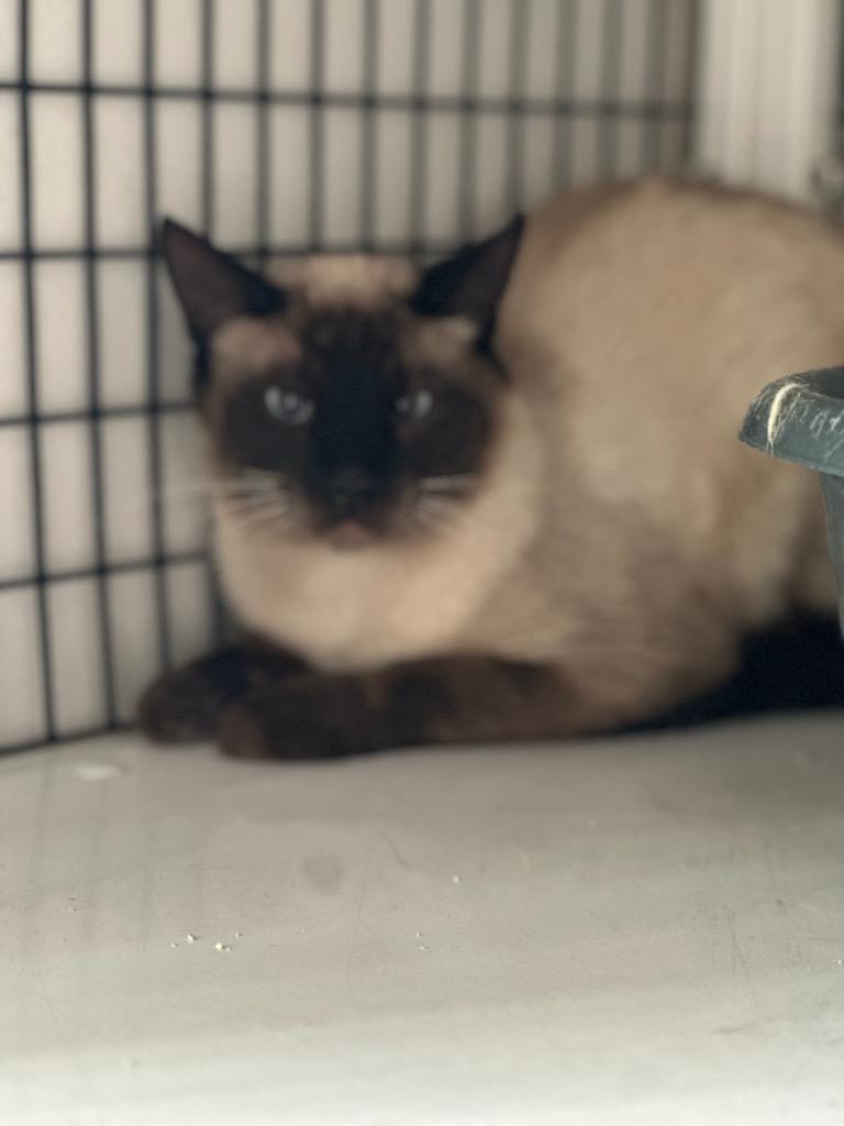 Siamese seal point, Adoptable, Young Male Domestic Short Hair.