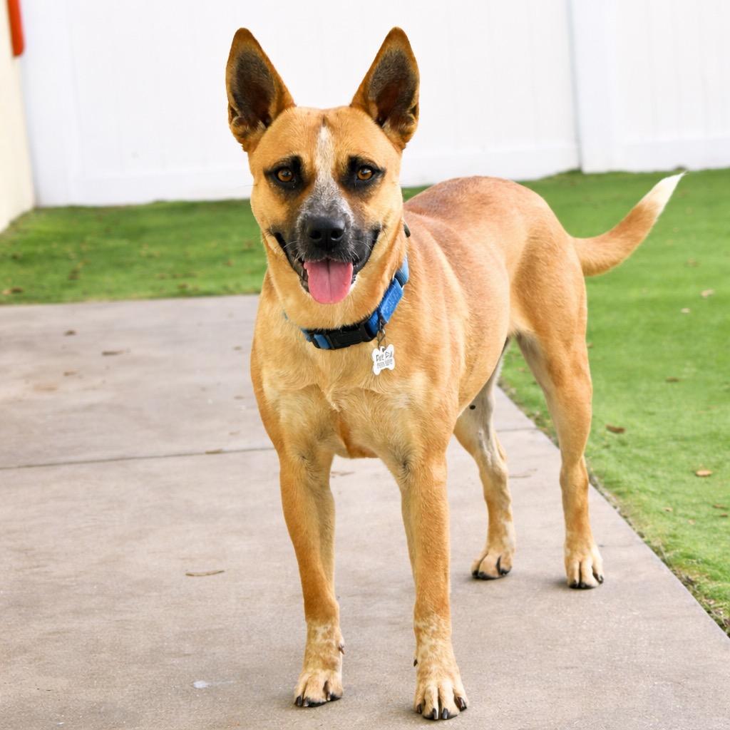 Enlarge Scarlett, a Adoptable mixed breed in Saint Petersburg, FL image 1/4