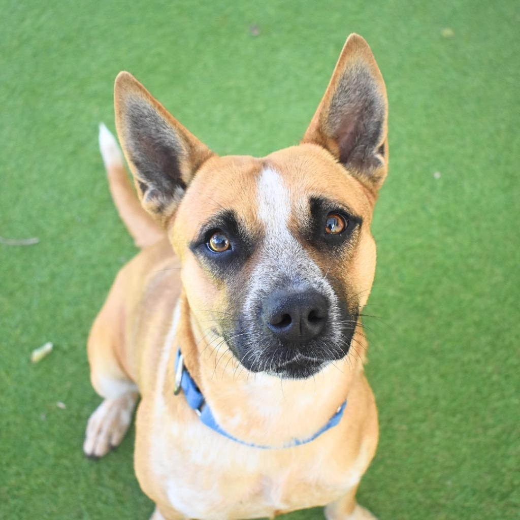 Enlarge Scarlett, a Adoptable mixed breed in Saint Petersburg, FL image 2/4