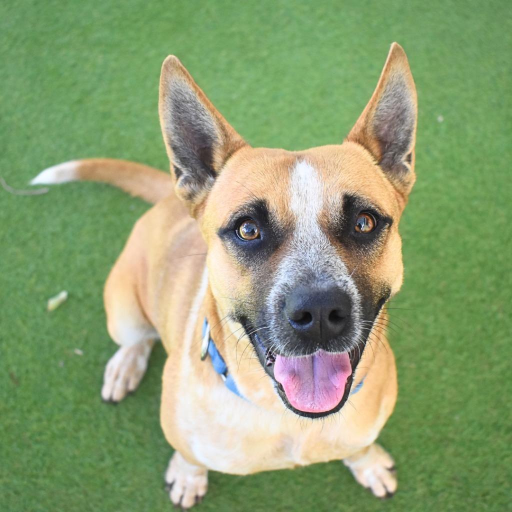 Enlarge Scarlett, a Adoptable mixed breed in Saint Petersburg, FL image 3/4