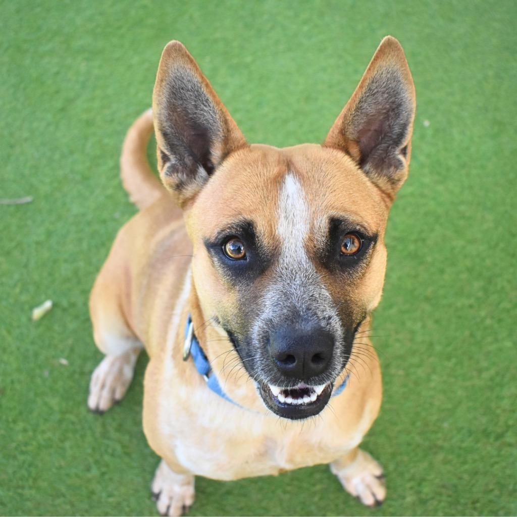 Enlarge Scarlett, a Adoptable mixed breed in Saint Petersburg, FL image 4/4