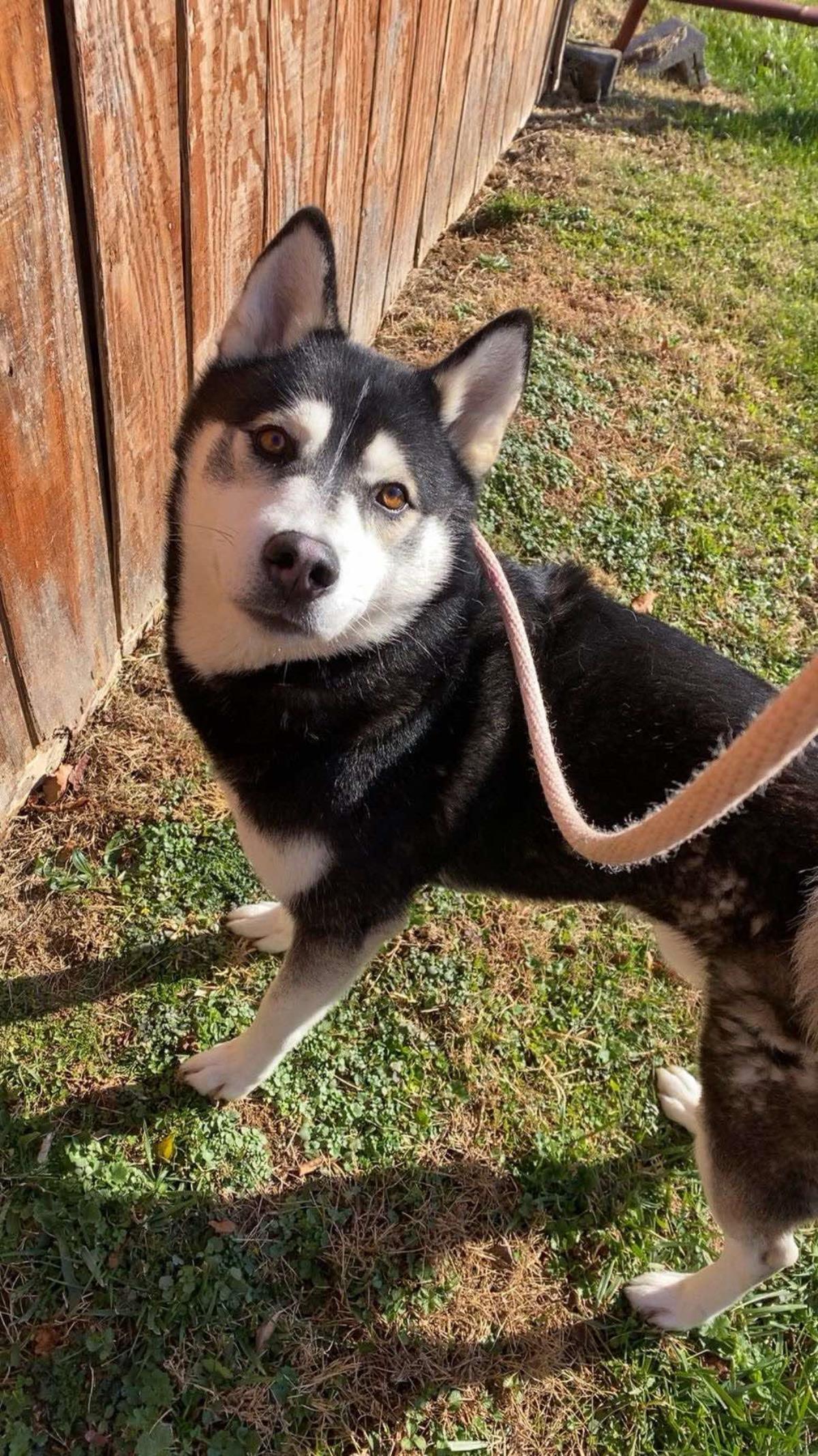 Sirius, Adoptable, Adult Male Husky.