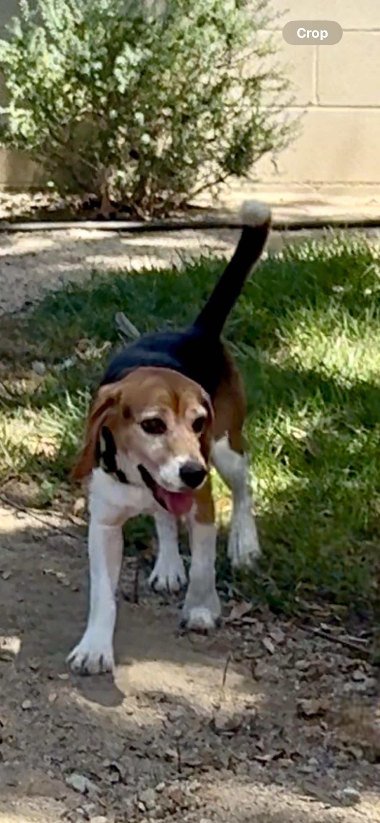 Enlarge Clouseau, a Adopted Beagle in Anaheim, CA image 1/4