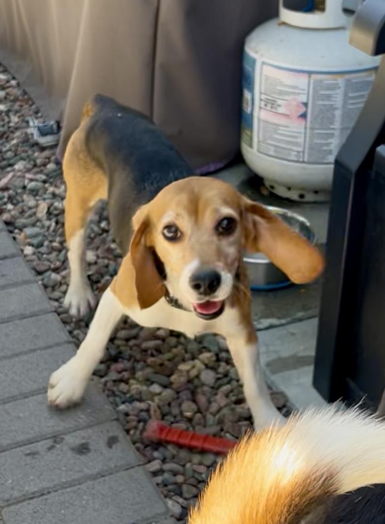 Enlarge Clouseau, a Adopted Beagle in Anaheim, CA image 3/4