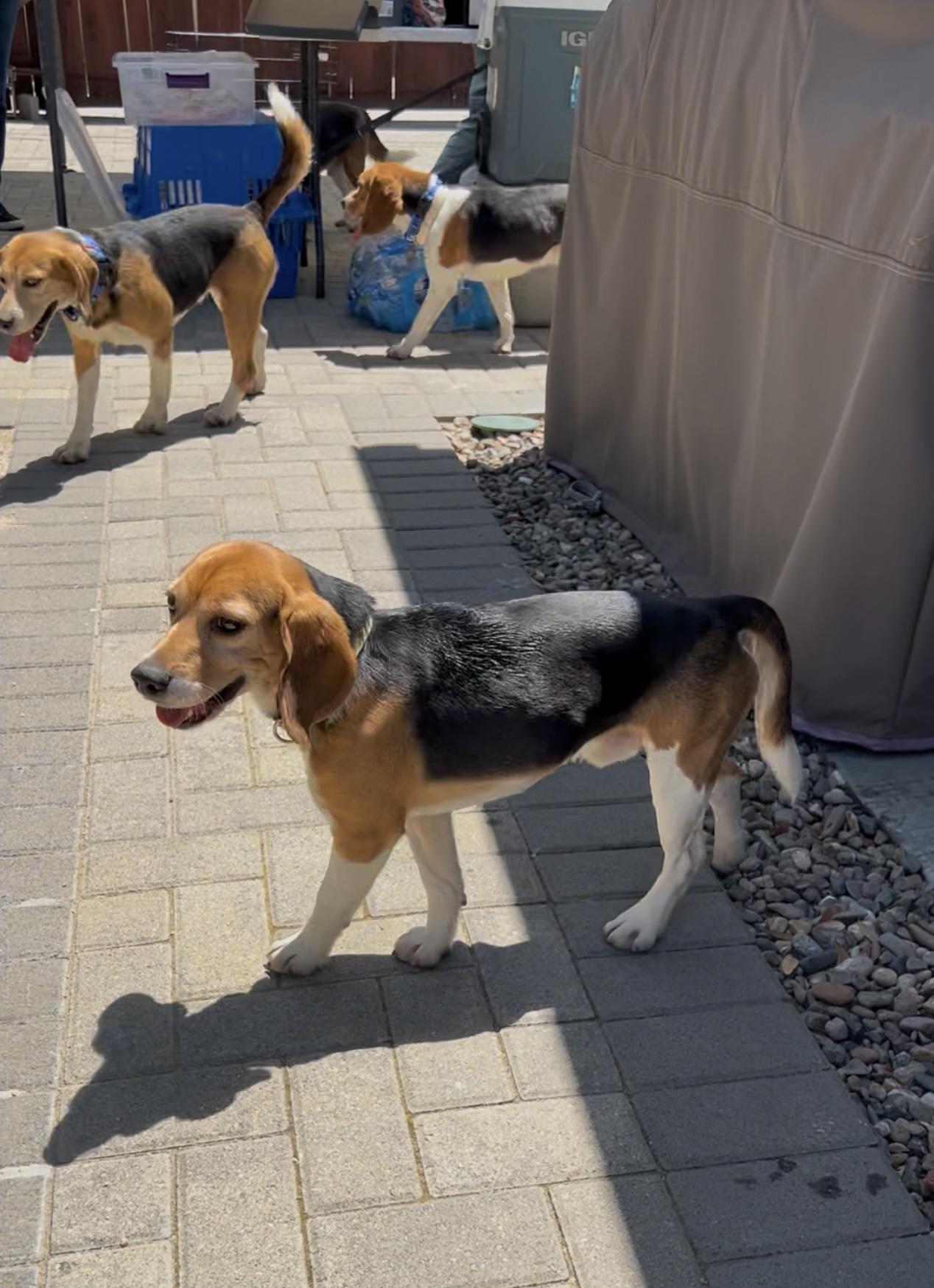 Enlarge Clouseau, a Adopted Beagle in Anaheim, CA image 4/4