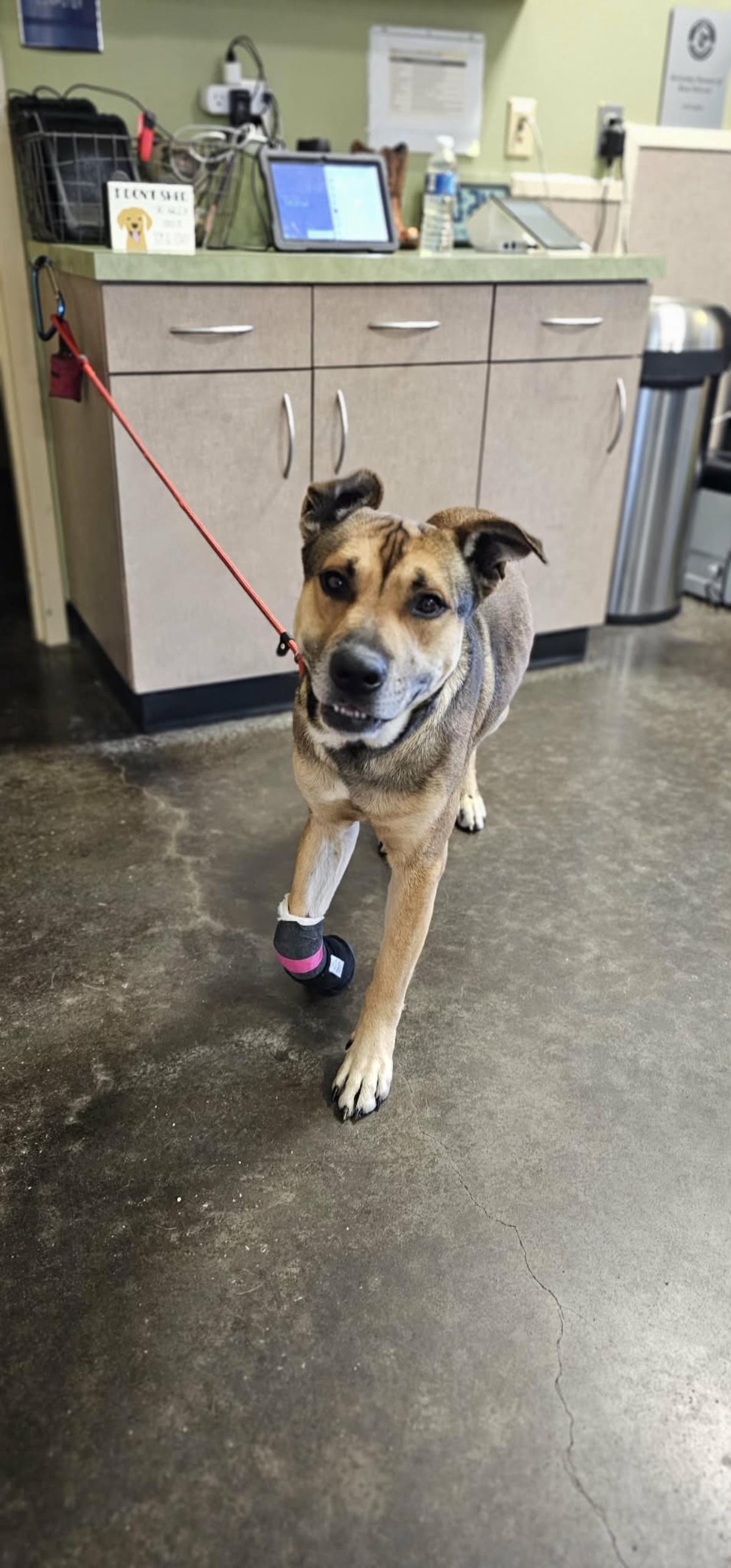 Buddy, a Adoptable mixed breed in Rockwall, TX image 1/3