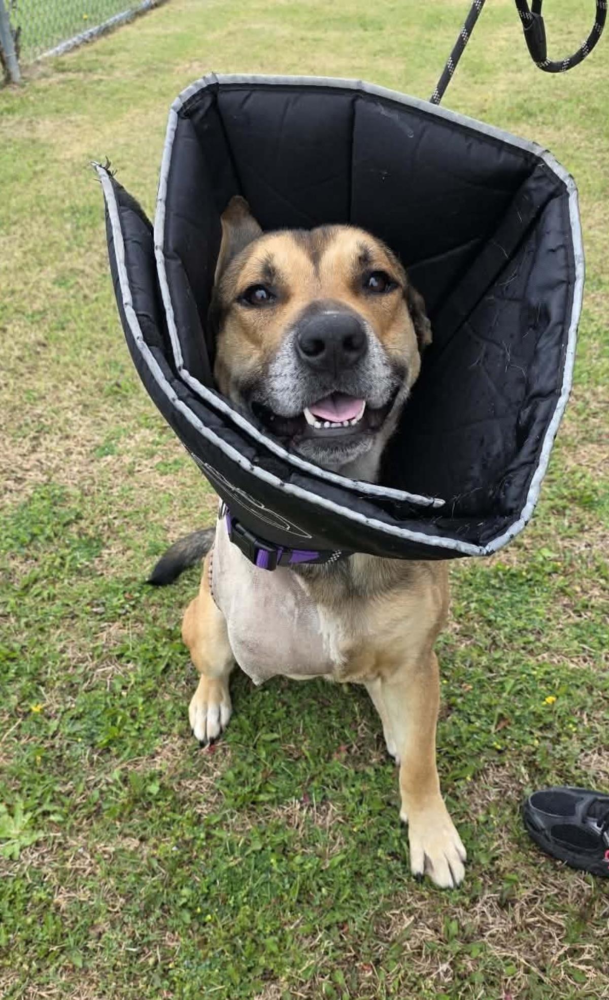 Buddy, a Adoptable mixed breed in Rockwall, TX image 2/3