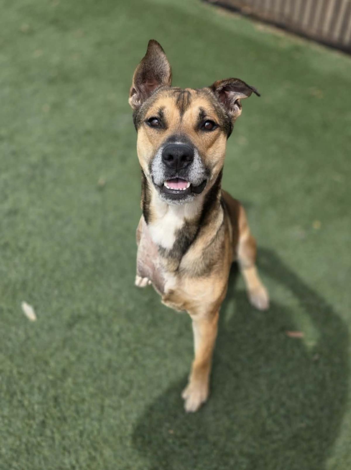 Buddy, a Adoptable mixed breed in Rockwall, TX image 3/3
