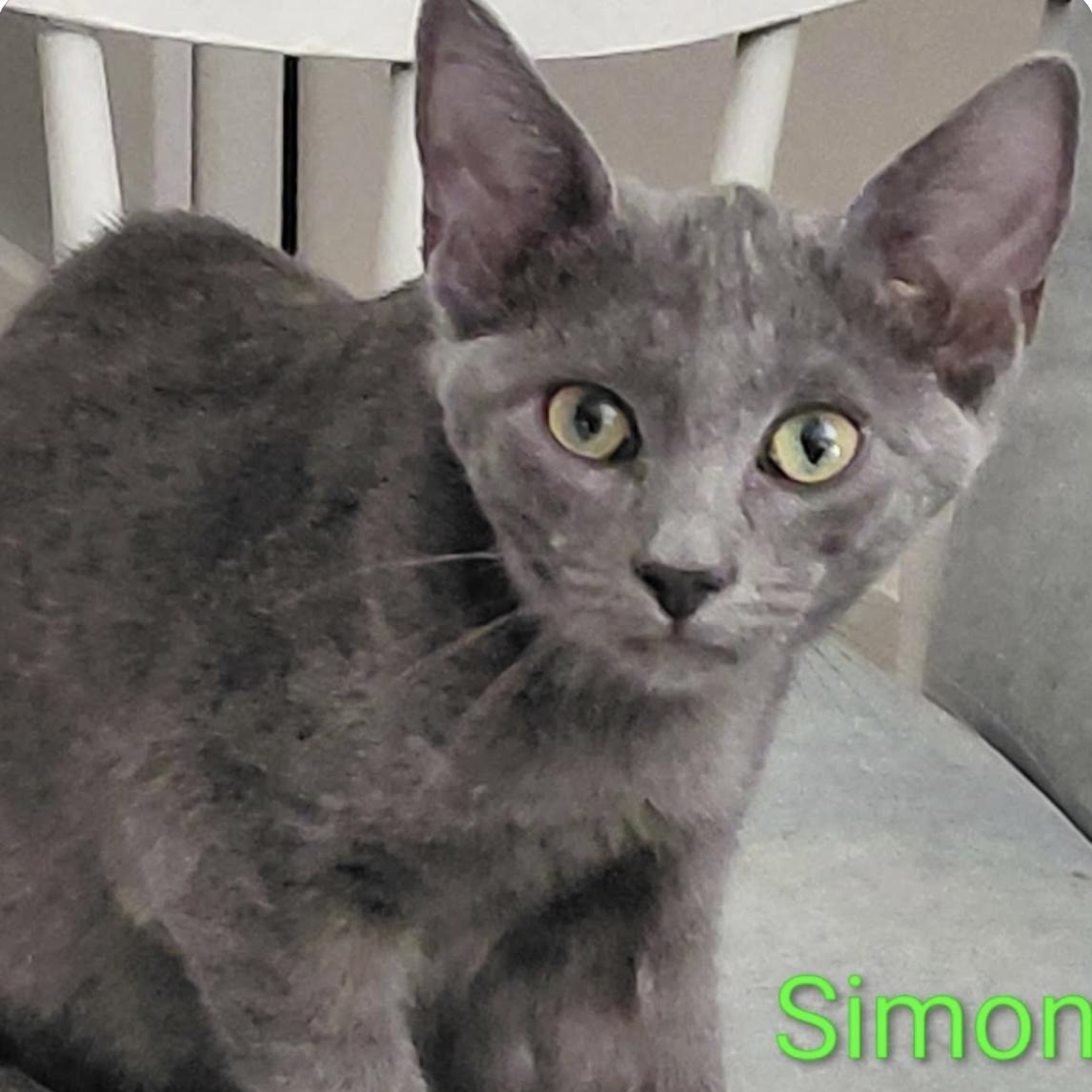 Simon, ADOPTABLE, Young Male Domestic Short Hair.
