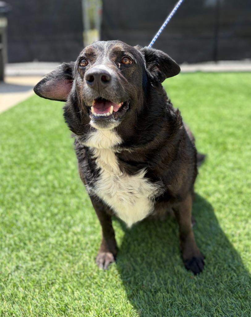 Sarah McDoglan, Adoptable, Adult Female Border Collie.
