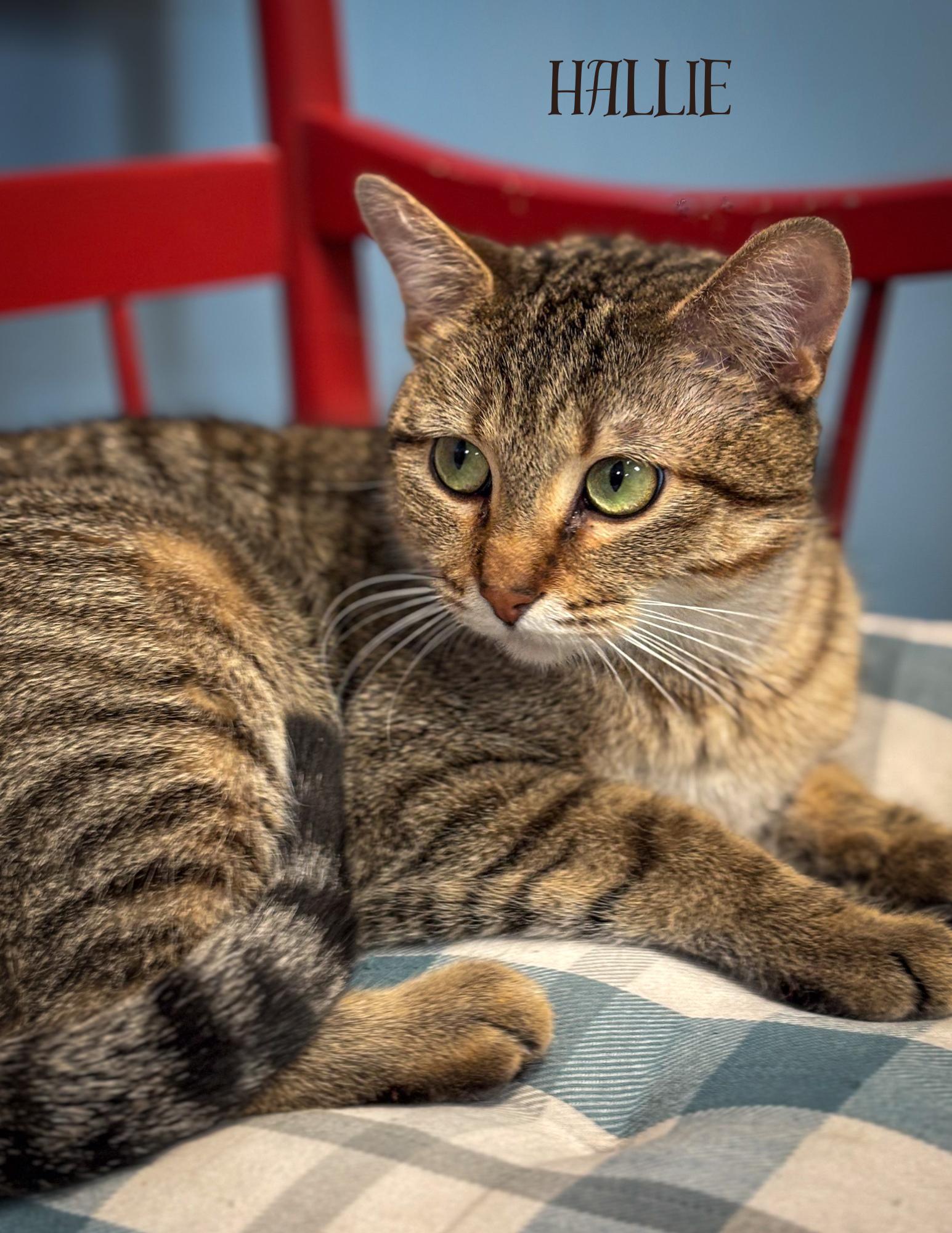 Hallie, Adoptable, Adult Female Domestic Short Hair.