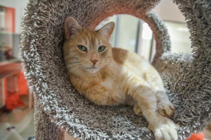 Murdock — thumbnail 2