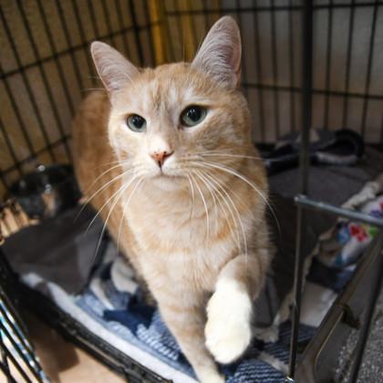 Murdock — thumbnail 3