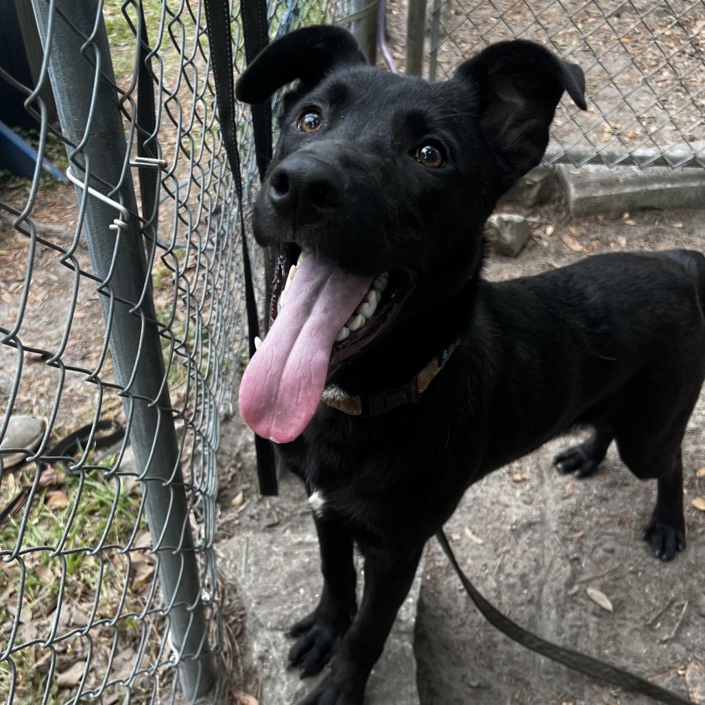 Wayne, Adoptable, Young Male Mixed Breed.