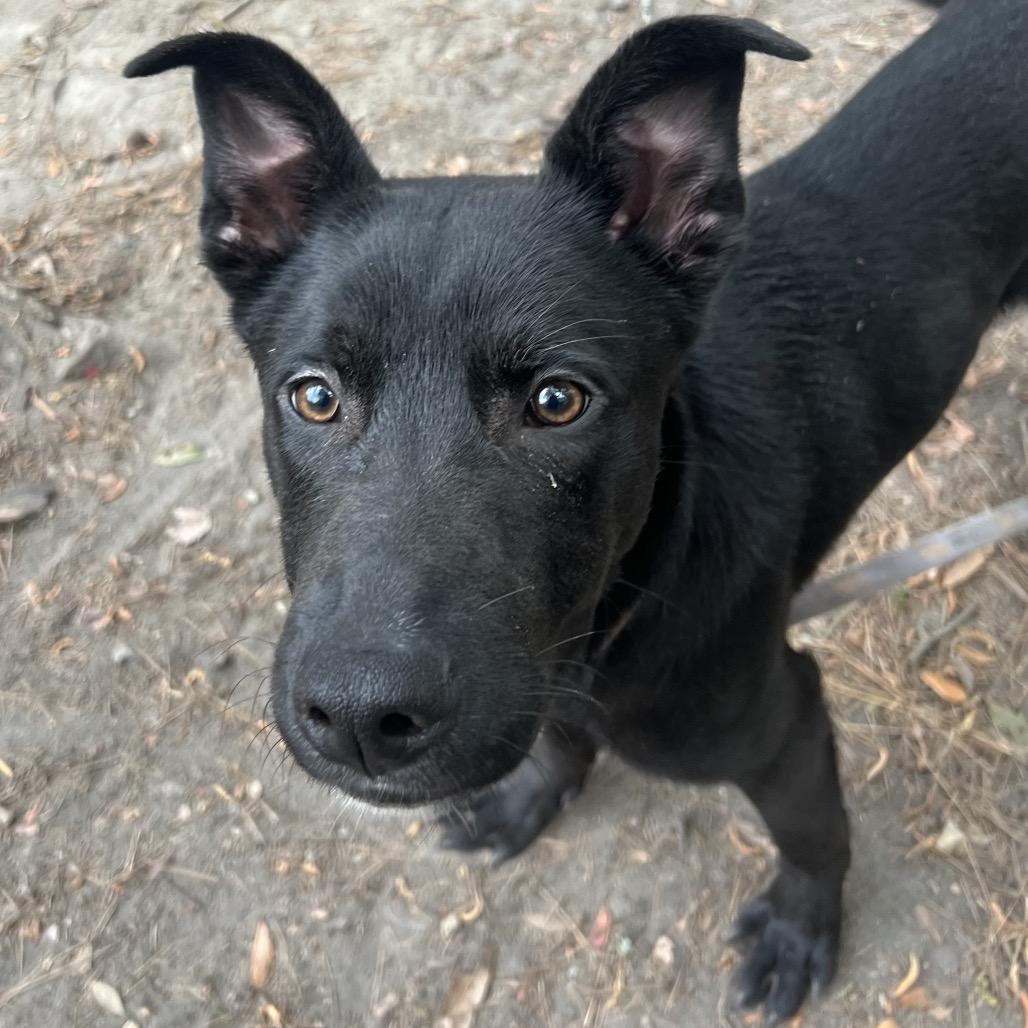 Enlarge Wayne, a Adoptable Mixed Breed in Summerville, SC image 2/6