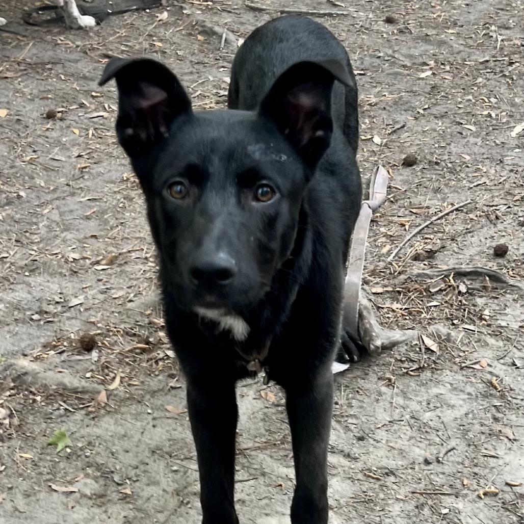 Enlarge Wayne, a Adoptable Mixed Breed in Summerville, SC image 3/6