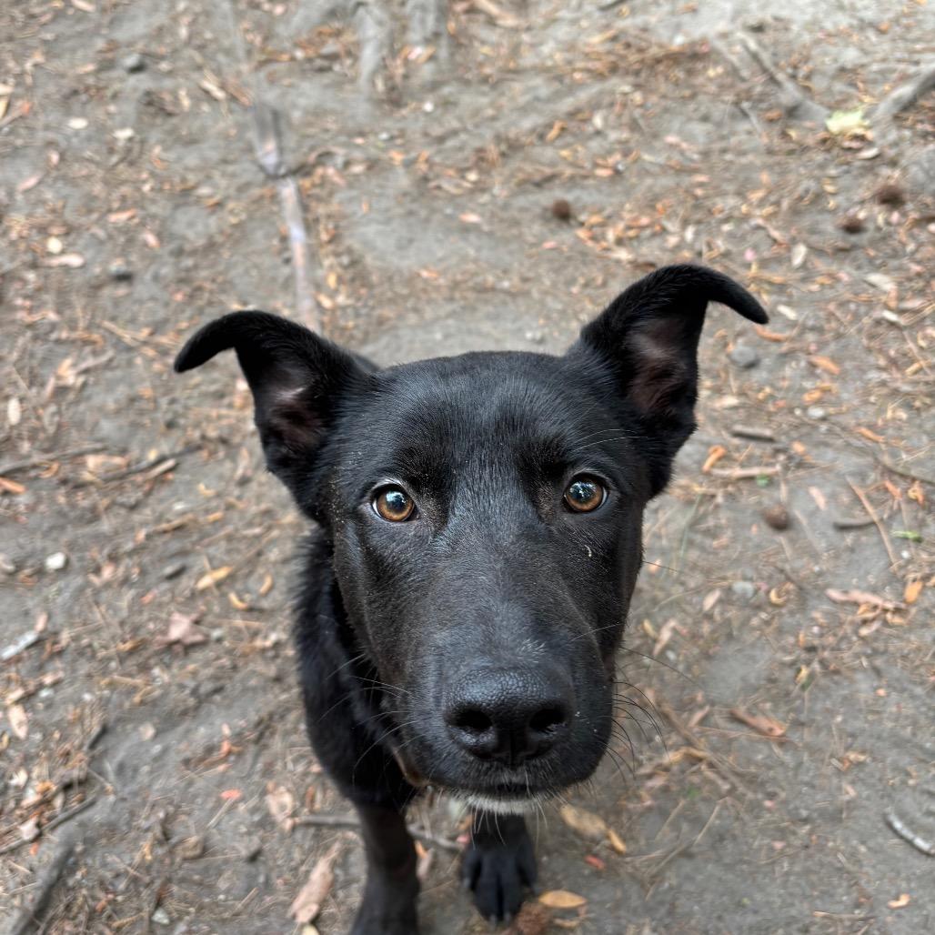 Enlarge Wayne, a Adoptable Mixed Breed in Summerville, SC image 4/6
