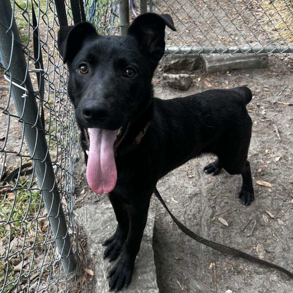 Enlarge Wayne, a Adoptable Mixed Breed in Summerville, SC image 5/6