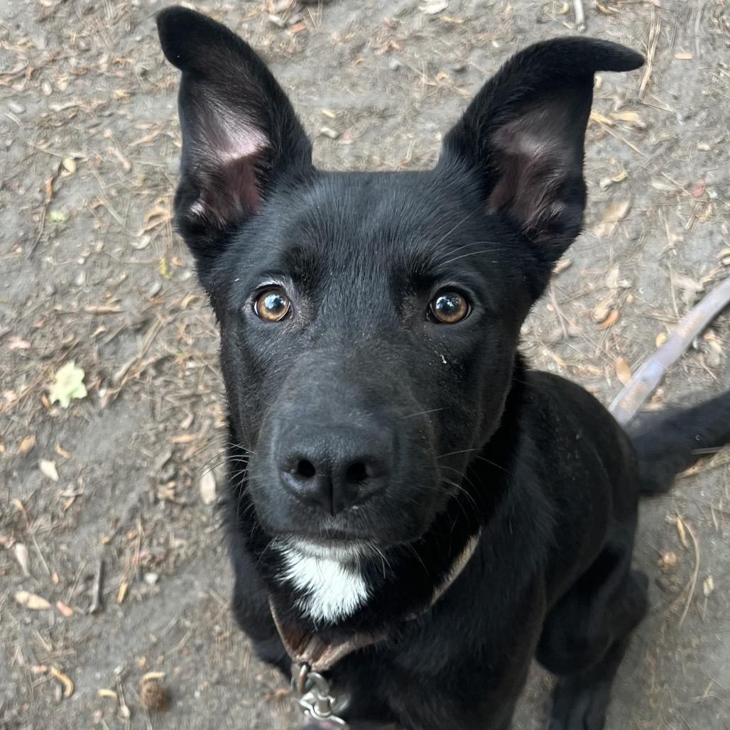 Enlarge Wayne, a Adoptable Mixed Breed in Summerville, SC image 6/6
