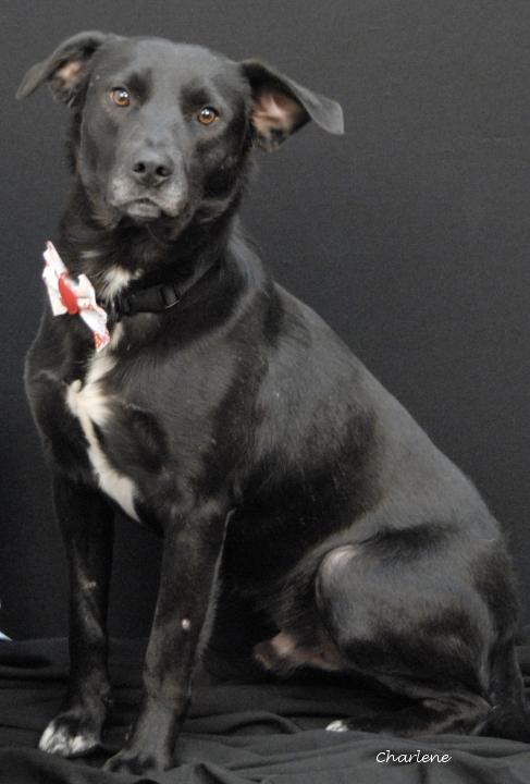 Enlarge Hot Diggety Dog, a ADOPTABLE mixed breed in Newland, NC image 1/2