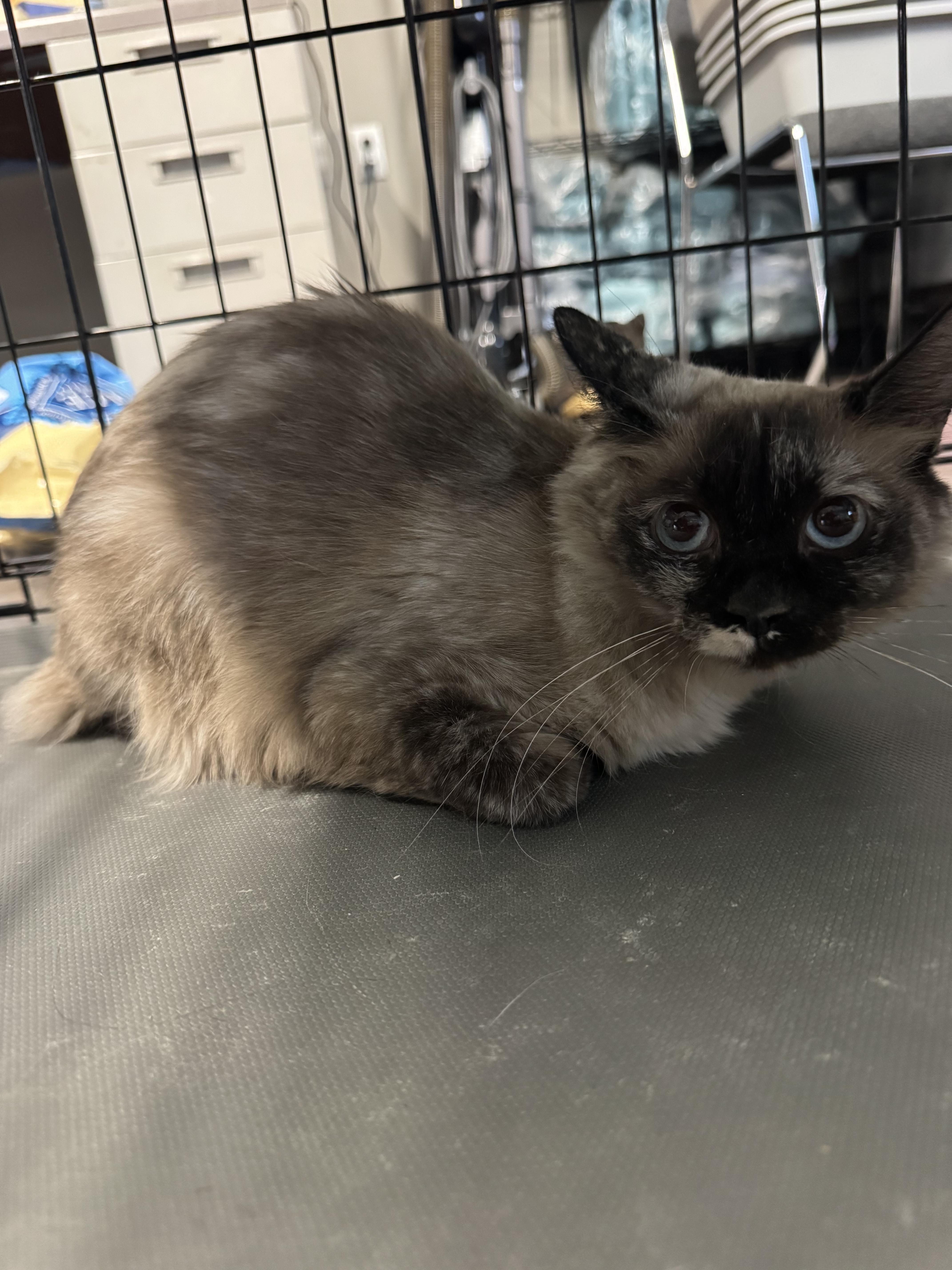 Enlarge Novie, a Adoptable Domestic Medium Hair in Wasilla, AK image 1/1