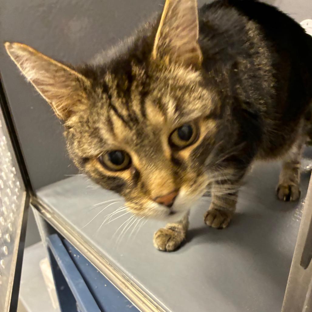 Macklemore, Adoptable, Senior Male Domestic Short Hair.