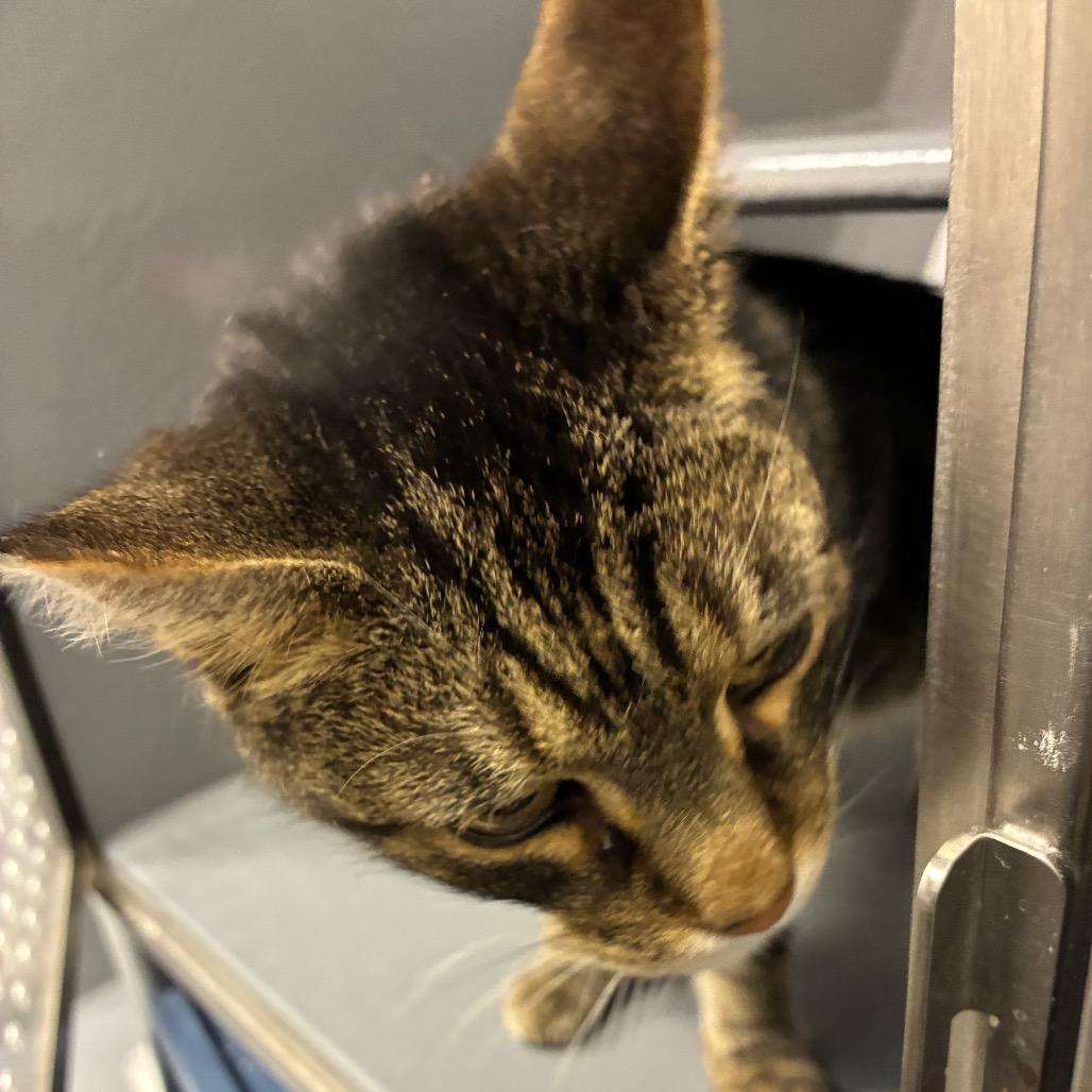 Enlarge Macklemore, a Adoptable Domestic Short Hair in Shelbyville, IN image 2/2