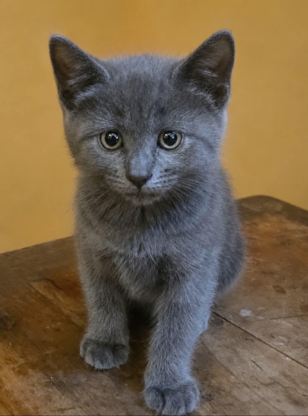 Enlarge Kelly, a Adoptable Domestic Short Hair in Westfield, MA image 1/1