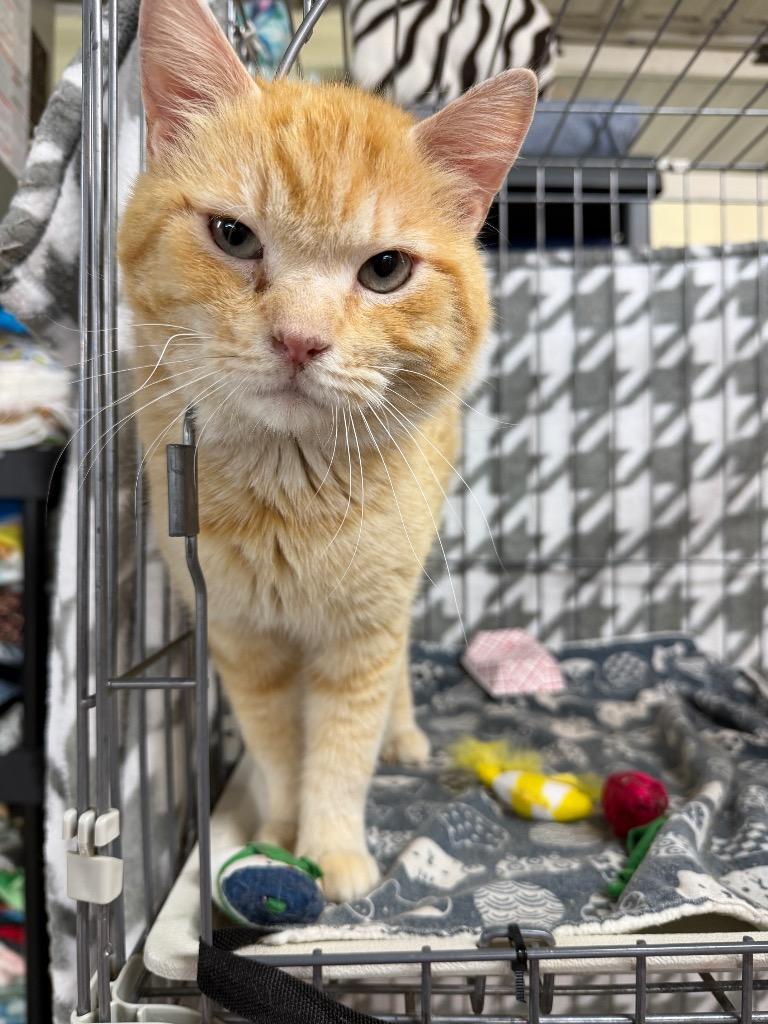 Enlarge Donatello, a Adoptable mixed breed in Waverly, NY image 1/5