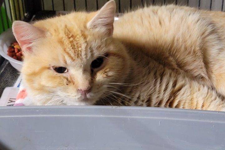 Enlarge Donatello, a Adoptable mixed breed in Waverly, NY image 2/5